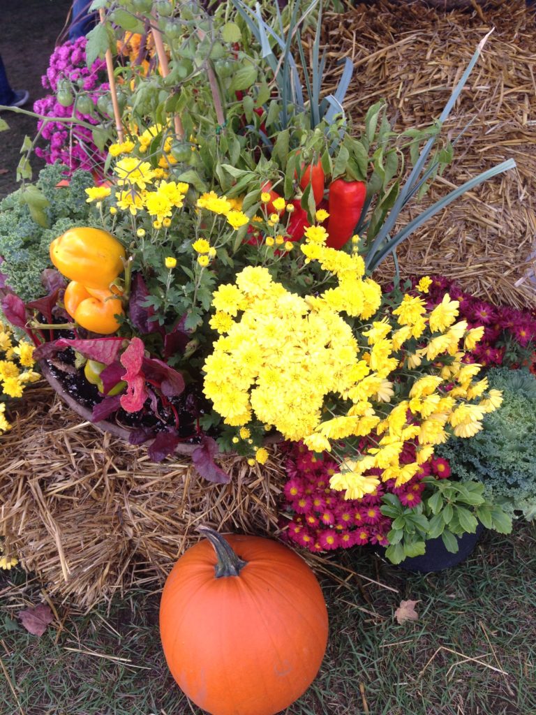 Fall flower display at Pumpkinfest