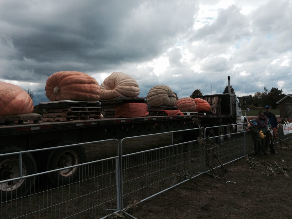 Giant pumpkins rest on the back of a semi-truck as inclement weather rolls in.