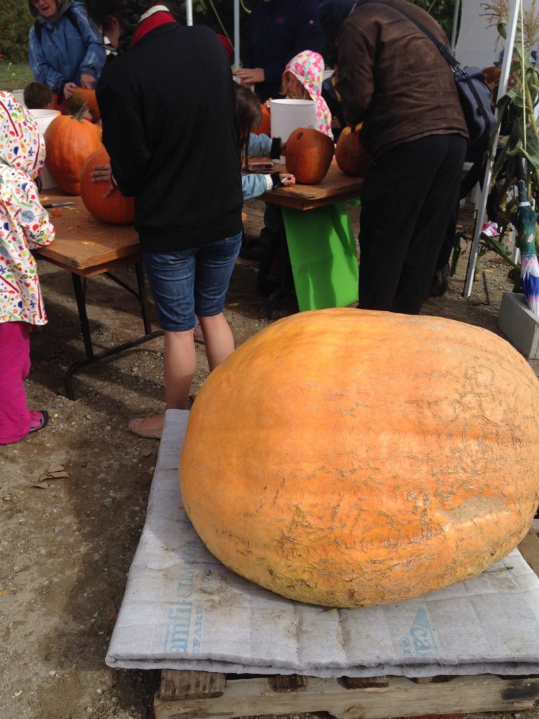 Giant pumpkin