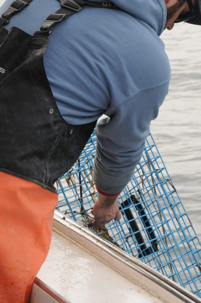 man leans out of boat to pull up lobster cage
