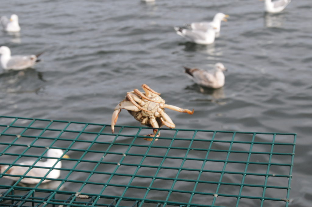 crab being tossed out of lobster cage back into water where seagulls are waiting