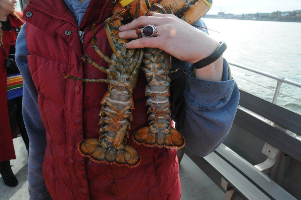freshest lobster in Portland - woman holding male and female lobsters, belly side