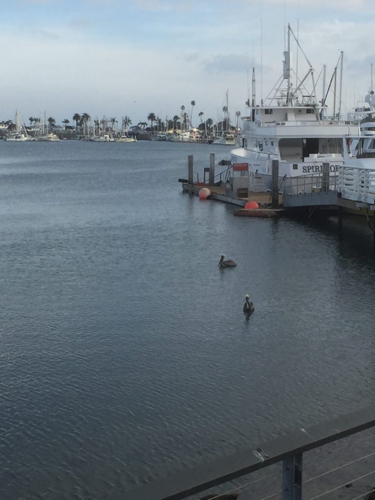 the view of the water, boats and pelicans floating