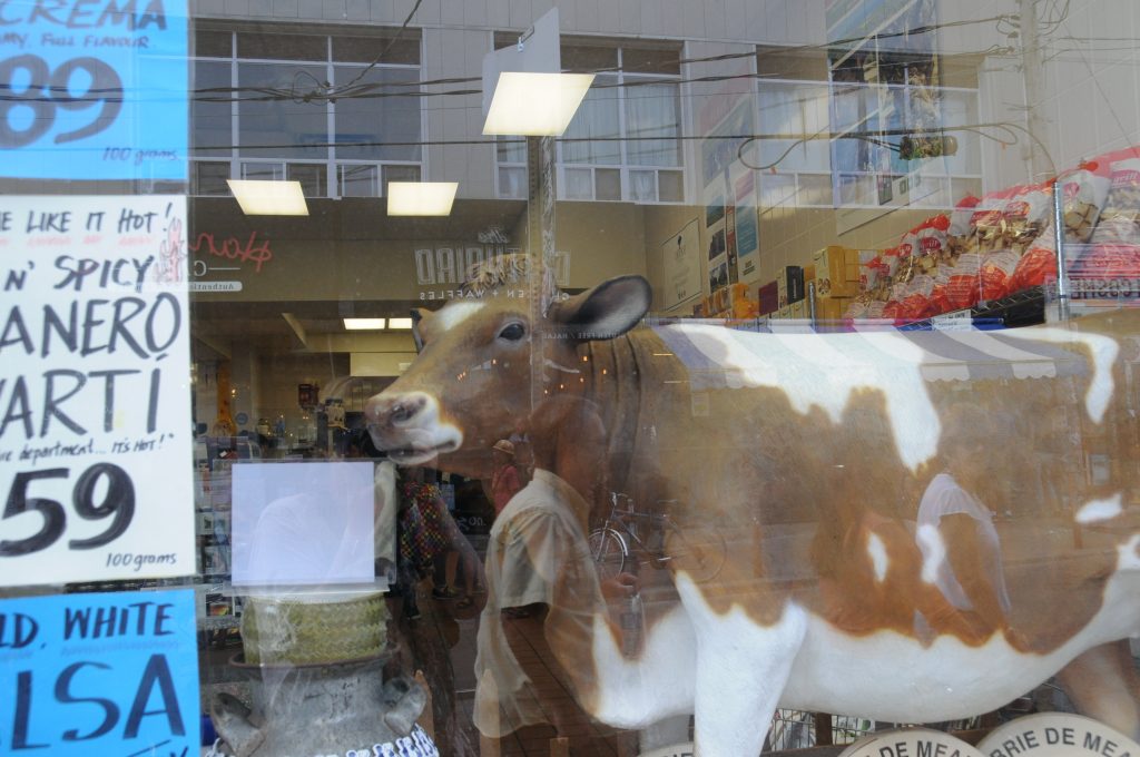 cow in the front window of Global Cheese in Kensington Market